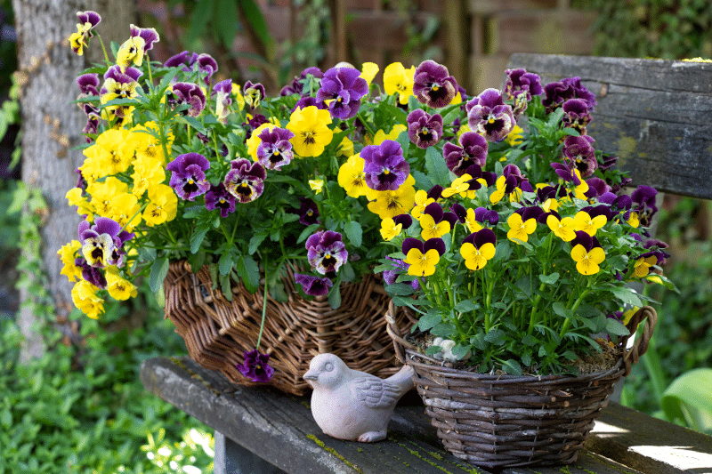 Hornfeilchen und Stiefmuetterchen Blog Foto 02