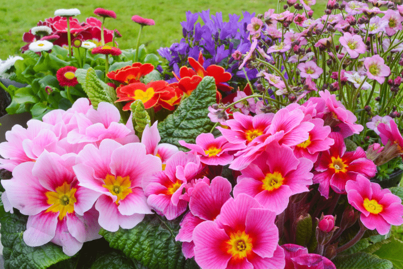 Welche Blumen und Pflanzen sollten Sie im Frühling pflanzen?