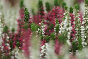 Farbenfroher Garten: Viele Arten der Heide für mehr Farben im Garten über das ganze Jahr verteilt 6 heather plants ge466a73c9 640