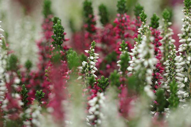 Farbenfroher Garten Viele Arten der Heide für mehr Farben im Garten